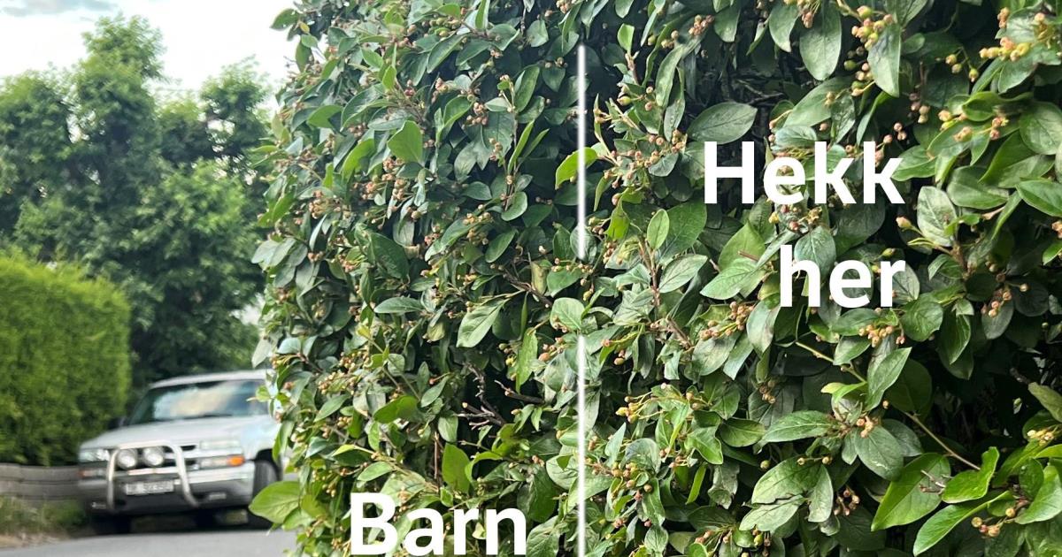 Husk å klippe hekker og busker - Verdal kommune
