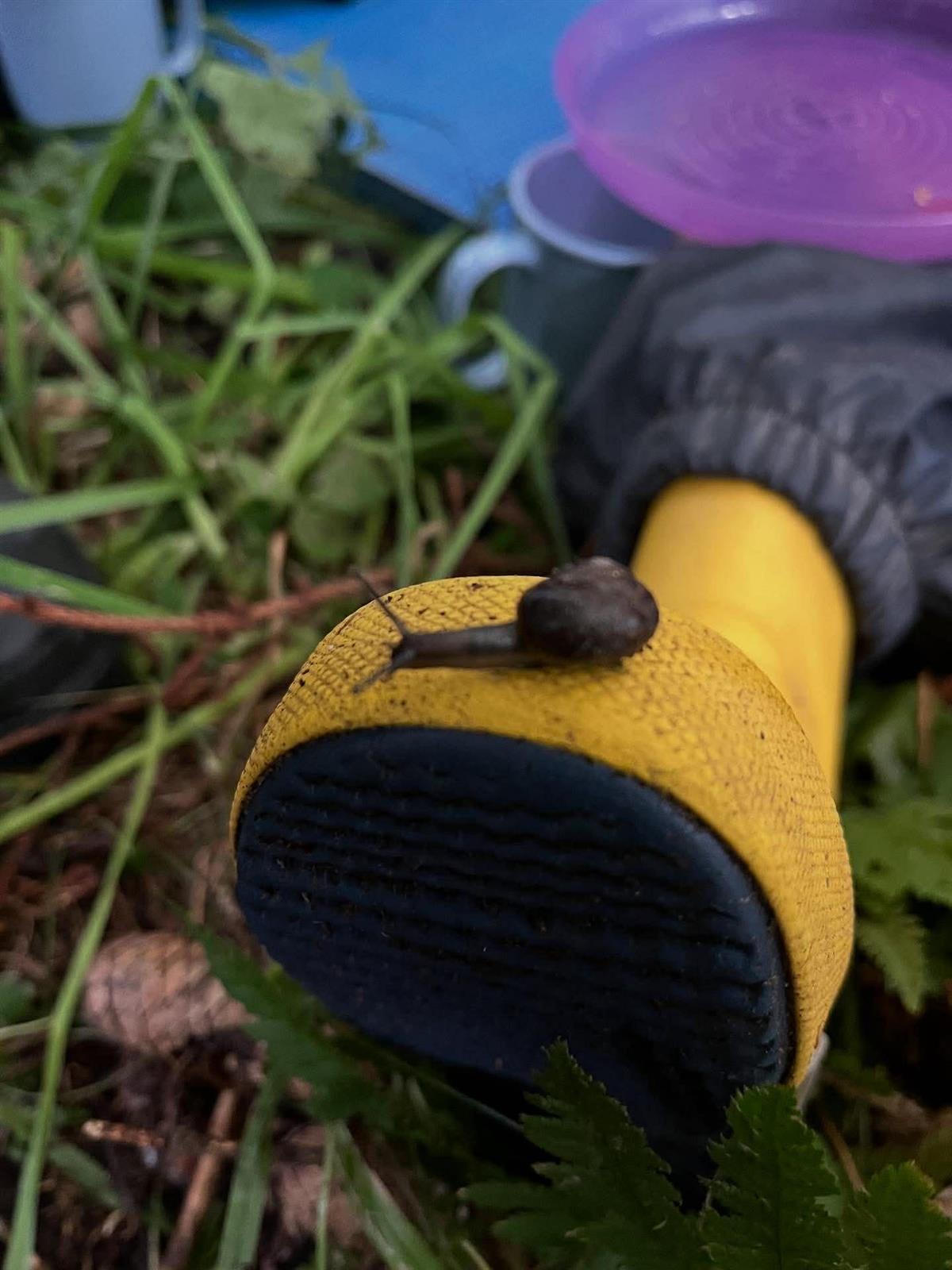 Sneile på besøk - Klikk for stort bilde